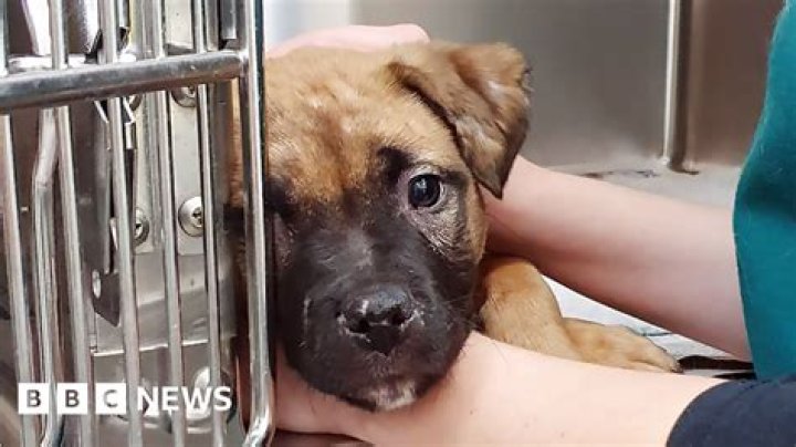 
Daddyaioligato Twitter Video On Animal Abuse- Is He Arrested? 