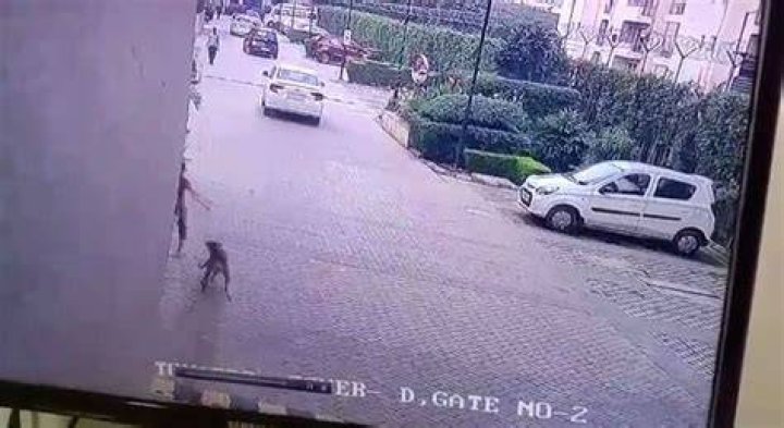 
Dogs on the prowl: 10 strays caught from Noida society 