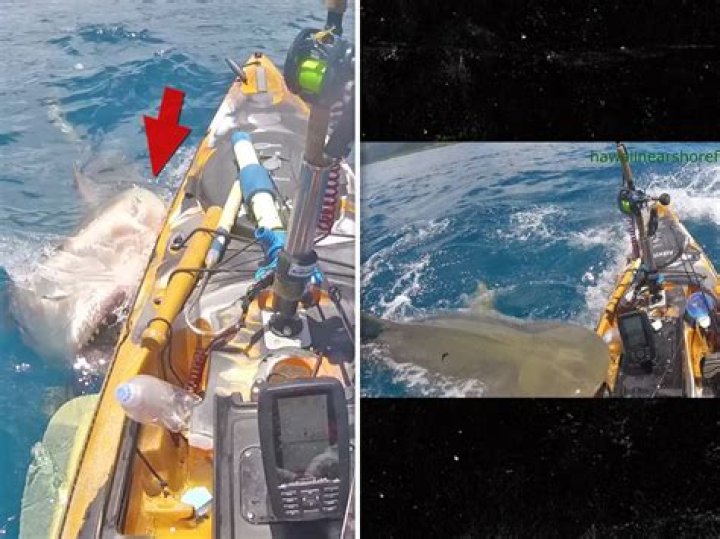 
Who is Scott Haraguchi? Shark attacks Hawaii fisherman near Kualoa shore in Honolulu 